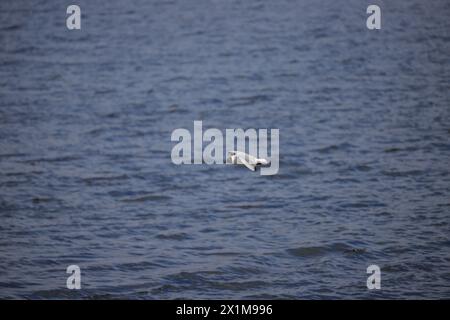 Ein Möwenvogel fliegt über dem Wasser Stockfoto