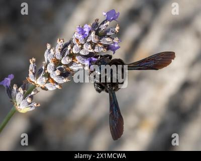 Schwarze Tischlerbiene auf Lavendelblüte Stockfoto