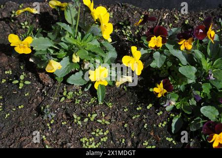 Kopenhagen, Dänemark /17. April 2024/Frühlingswetter in Denamrk floriert Werke in der dänischen Hauptstadt. Foto. Francis Joseph Dean/Dean Pictures Stockfoto