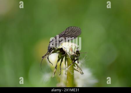 Mücke auf gegessen Löwenzahn Stockfoto