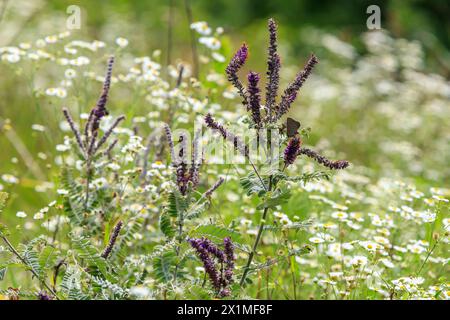 Eduard's Hairstrak (Satyrium edwardsii) an Leadplant (Amorpha canescens). Juli 2021 Stockfoto