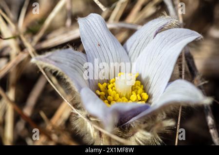 Spaziergang Durch Den Iron County Park Oak Savanna, 9. April 2023 Stockfoto