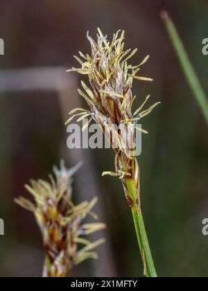 Ein Carex-Typ-Sedge von irgendeinem Ort? 05/06/2023 Stockfoto