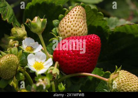 Reife Erdbeere auf blühender Erdbeerpflanze (Fragaria x ananassa) Stockfoto