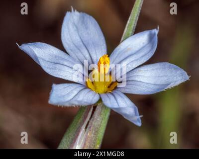 Sisyrinchium campestre (blauäugiges Gras oder weißäugiges Gras) 13. Mai 2023 Stockfoto