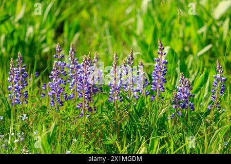 Lupinus perennis (auch wilde mehrjährige Lupine, wilde Lupine, Sonnenlupin, blaue Lupine, indische Rüben, oder die Hauben der alten Dienstmädchen), 21. Mai 2023 Stockfoto