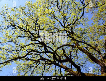 Norwegischer Ahornbaum. Roter König Baum, bosnischer großer Ahorn Stockfoto