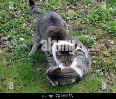 Katzen kämpfen im Freien. Katze beißt eine andere Katze. Stockfoto