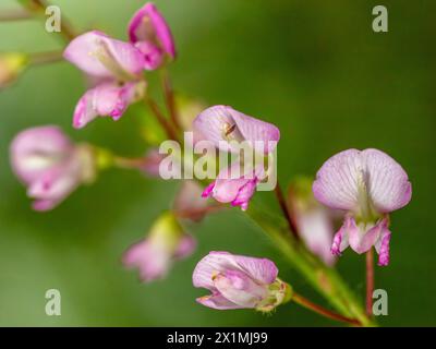 "Desmodium paniculatum ist ein geflügeltes Kitzenblatt, schmalblättriges Zeckenstrefoil oder geflügeltes Kitzenklee, ein ausdauerndes Kraut aus der Erbsenfamilie Fabacea Stockfoto