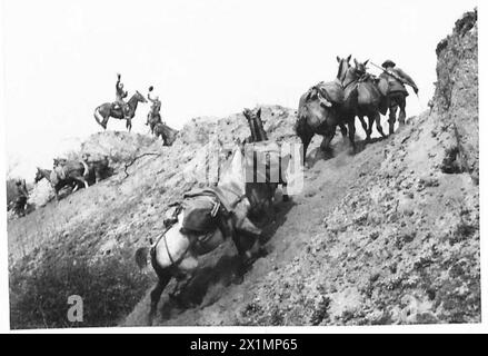 EINE INDISCHE BERGEINHEIT IM TRAINING - Pferde klettern auf der letzten Etappe auf einen Bergrücken, British Army Stockfoto