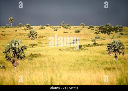 Ruhige Dämmerungsszene im Murchison Falls National Park: Üppiges Grün unter den goldenen Farbtönen eines friedlichen Sonnenuntergangs. Stockfoto