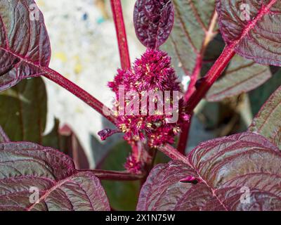 Eine reich strukturierte rote Blume steht vor dunkelgrünen Blättern und fängt das Auge mit komplizierten Details ein. Stockfoto