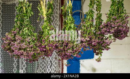 Hängende Blütenbündel mit markanten violetten Tönen und grünen Stielen schaffen einen optisch ansprechenden Kontrast; eine Aura der Ruhe durchzieht die Szene. Stockfoto