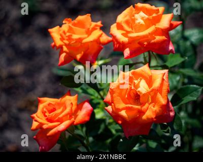 Eine lebendige Darstellung von vier orangefarbenen Rosen in voller Blüte, mit grünen Blättern vor dunklem Boden Hintergrund. Stockfoto