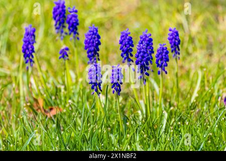 Muscari. Die gebräuchliche Bezeichnung für die Gattung ist Traubenhyazinthe, die als Zierpflanzen im Garten verwendet wird. Stockfoto