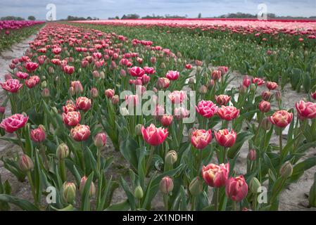 Tulpenveld met heel veel mooie kleuren en soorten. Stockfoto