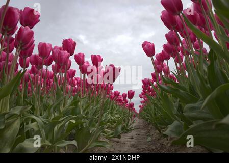 Tulpenveld met heel veel mooie kleuren en soorten. Stockfoto