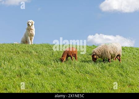 Viehschutzhund zum Schutz von Schafen, Lämmern, Elbdeich bei Bleckede, Niedersachsen, Deutschland Stockfoto