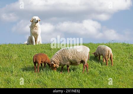 Viehschutzhund zum Schutz von Schafen, Lämmern, Elbdeich bei Bleckede, Niedersachsen, Deutschland Stockfoto