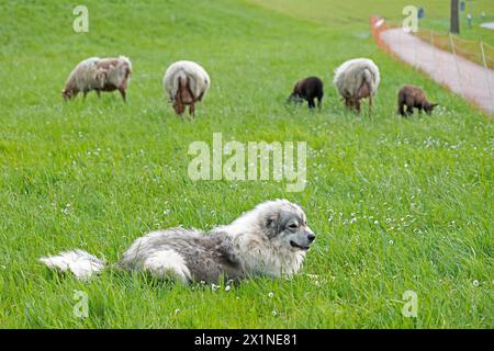 Viehschutzhund zum Schutz von Schafen, Lämmern, Elbdeich bei Bleckede, Niedersachsen, Deutschland Stockfoto