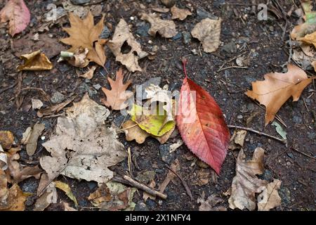 Nahaufnahme von herabfallenden Blättern auf dem Boden im Herbst. Stockfoto