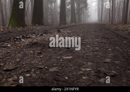 Pfad in einem wunderschönen Wald während des nebeligen morgens. Bokeh-Details und niedrige Perspektive. Stockfoto