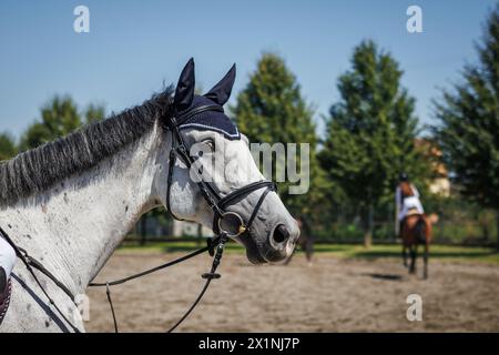 Pferdeausbildung im Fahrerlager. Porträt des weißen Pferdekopfes. Stockfoto