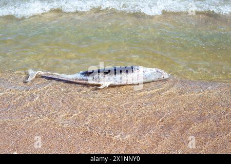 Ein toter Delfin wurde am Sandstrand des Meeres angespült. Ökologie und Fauna des Meeres. Stockfoto