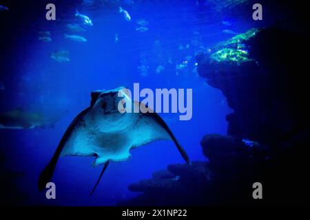 Ein eleganter Adlerrochen gleitet anmutig durch ein geräumiges Wasserbecken, dessen schlankes Gehäuse sich vom dunkelblauen Wasserhintergrund abhebt. Stockfoto