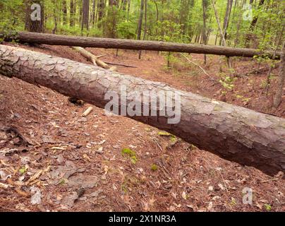 Zwei große Kiefern, die über einen Pfad in der Nähe des Jordan Lake in North Carolina gefallen sind. Stockfoto