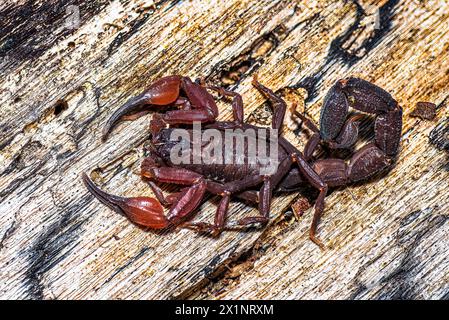 Brauner Rindenskorpion aus Panama Stockfoto