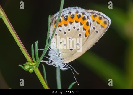 Plebeius argyrognomon Familie Lycaenidae Gattung Plebejus Reverdins blauer Schmetterling wilde Natur Insektenfotografie, Bild, Tapete Stockfoto