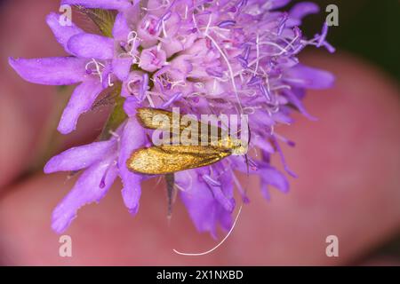 Nemophora metallica Familie Adelidae Gattung Nemophora Messing Langhorn Motte wilde Natur Insekten Fotografie, Bild, Tapete Stockfoto