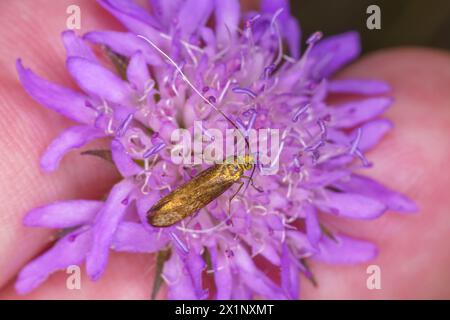 Nemophora metallica Familie Adelidae Gattung Nemophora Messing Langhorn Motte wilde Natur Insekten Fotografie, Bild, Tapete Stockfoto