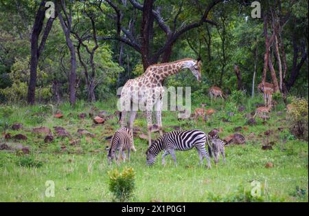 Giraffen, Impalaantilopen und Zebras in einem Naturschutzgebiet in Simbabwe, Januar 2019. Quelle: Vuk Valcic / Alamy Stockfoto