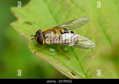 Detaillierte Nahaufnahme der europäischen gemeinen schwebelfliege, Syrphus ribesii, die auf einem grünen Blatt sitzt Stockfoto