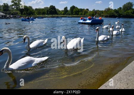 London, Vereinigtes Königreich. 31. Mai 2021. Stumme Schwäne im Serpentine, Hyde Park. Quelle: Vuk Valcic / Alamy Stockfoto