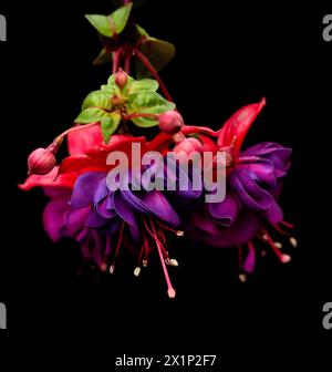 Violette und rote Fuchsia-Blüten mit grünen Blättern auf schwarzem Hintergrund Stockfoto