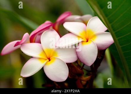 Weißer Blütenblatt Frangipani (Plumeria spp.) Blumen mit gelben Zentren Stockfoto