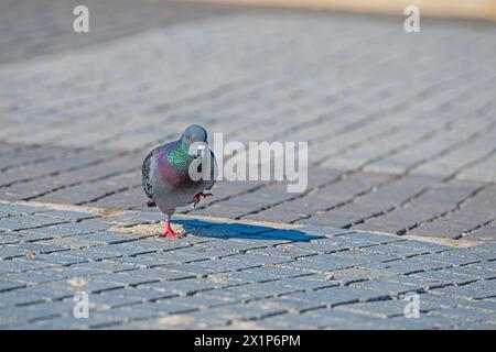 Taube, die auf Betonboden im Park läuft. Stockfoto