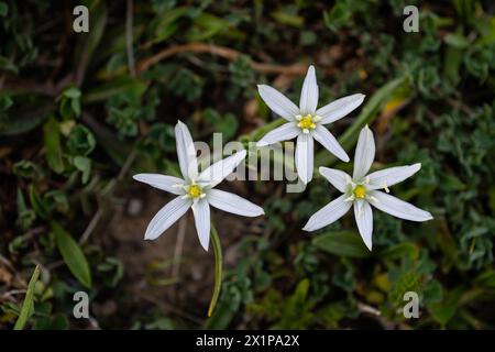 Weiße Blüten, die auf trockenem Boden wachsen. Wissenschaftlicher Name: Ornithogalum Umbellatum Stockfoto