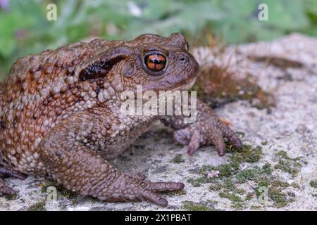 Nahaufnahme des gewöhnlichen Frosches (Bufo bufo) im natürlichen Ökosystem. Stockfoto