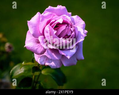 Lavendel Hybrid Tee Rose „Blue Moon“ (Rosa „Mainzer Fastnacht“) in voller Blüte Stockfoto