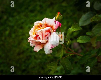 Pfirsich und Rosa Rose (Rosa) in Bloom mit Knospen im Gage Park, Hamilton, Ontario Stockfoto