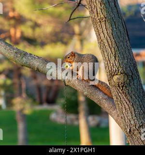 Ein Eichhörnchen sitzt auf einem Ast und knabbert an einem Apfelkern. Stockfoto