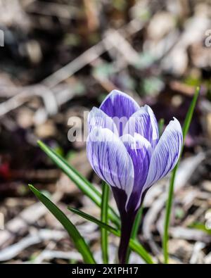 Eine Krokusblume, Crocus sativus, wächst im Frühling auf dem Waldboden in den Adirondack Mountains, NY Stockfoto