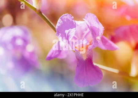 Eine Nahaufnahme einer violetten Irisblume mit magentafarbenen Blüten und einem gelben Zentrum, die die Schönheit dieser Landpflanze durch Makrofotografie zeigt. Stockfoto