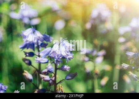 Eine wunderschöne Wiese mit violetten Blumen, bekannt als Hyacinthus orientalis, im Sonnenlicht getaucht. Diese krautigen Pflanzen bedecken den Boden wie ein atemberaubender Karpfen Stockfoto