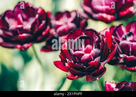 Nahaufnahme einer Gruppe leuchtender lila Blumen, die die Schönheit blühender Pflanzen in Magenta- und Rosa-Tönen zeigen Stockfoto