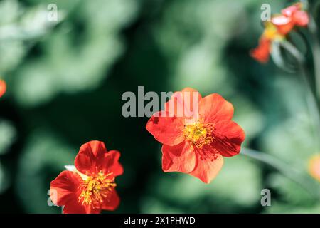 Geum x heldreichii rote Blume, Nahaufnahme. Stockfoto